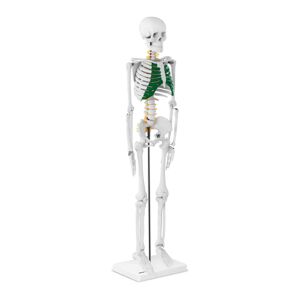 B-zboží Mini model kostry člověka 85 cm - Zboží z druhé ruky Sport a zdraví physa