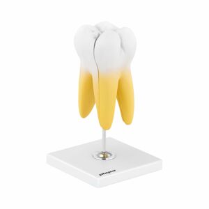 Model zubu stolička se dvěma kořeny 2dílný - Anatomické modely physa